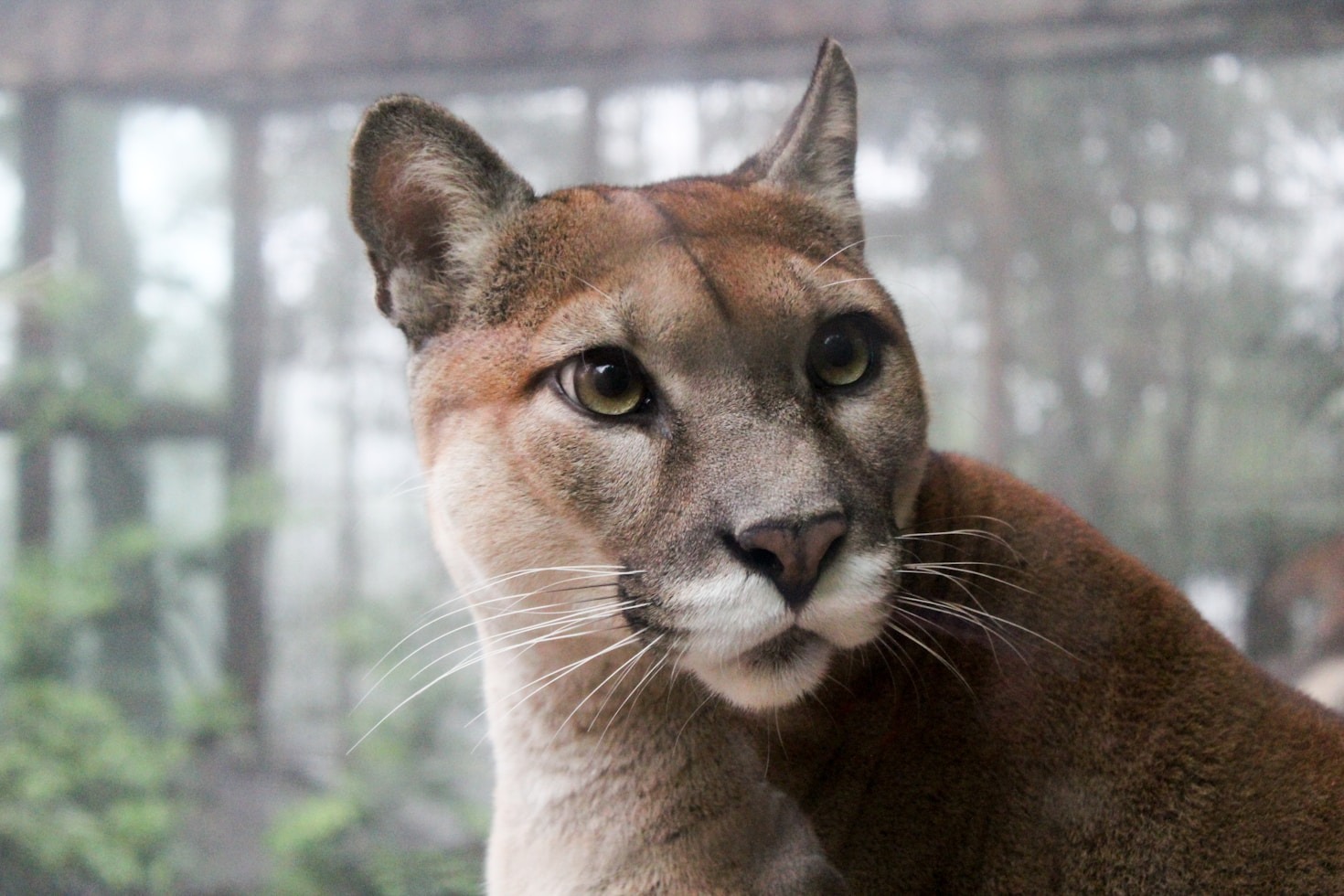 Why Viking Puma Is the Ultimate Adventure Companion